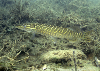 Hecht (Esox lucius) - © Gernot Kunz